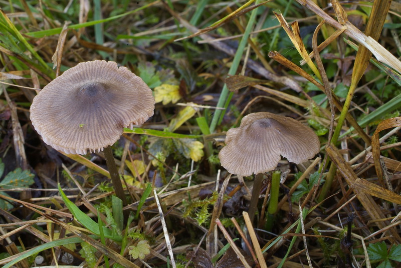 Spitshoeksporige satijnzwam - Entoloma milthaleri
